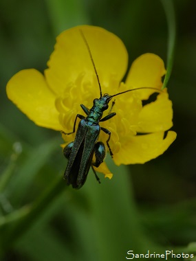 Oedemera nobilis, Oedemère noble, mâle, Coléoptère vert à grosses cuisses, Insectes, Bouresse, Le Verger, Région Aquitaine, Limousin, Poitou-Charentes