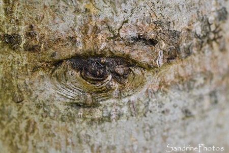 Oeil d`un arbre, écorce, cicatrice dans le bois, La Planchette, Refuge LPO Queaux (139)