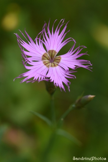 Oeillet de Montpellier,  Dianthus hyssopifolius, Etang de Labant, Mine des Argentières et Plateau de Coumebières,   Aulus les Bains, Ariège 202 (82).jpg