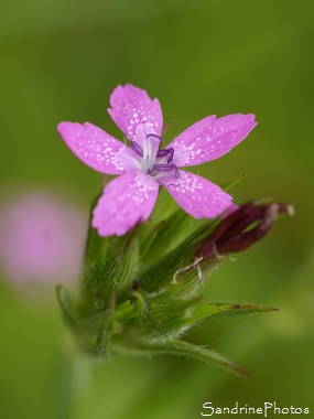 Oeillet velu, Dianthus armeria, Oeillet sauvage, Fleurs sauvages roses, Jardin, Le Verger, Bouresse 86, Poitou, Sud-Vienne, Biodiversité en Région Nouvelle Aquitaine (71)