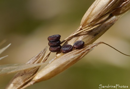 Oeufs de Ceraleptus gracilicornis empilés ronds et marrons sur Séneçon jacobée, Bouresse, Le Verger, Sud-Vienne 86, Poitou, Vienne, Biodiversité en région Nouvelle-Aquitaine (10)