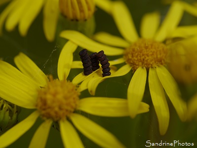 Oeufs de Ceraleptus gracilicornis ronds et marrons sur Séneçon jacobée, Jardin, Bouresse, Le Verger, Sud-Vienne 86, Poitou, Vienne, Biodiversité en région Nouvelle-Aquitaine 86