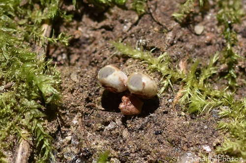 Oeufs de Grands paons de nuit éclos, Saturnia pyri, Biodiversité à la Planchette, juin 2021 (76)