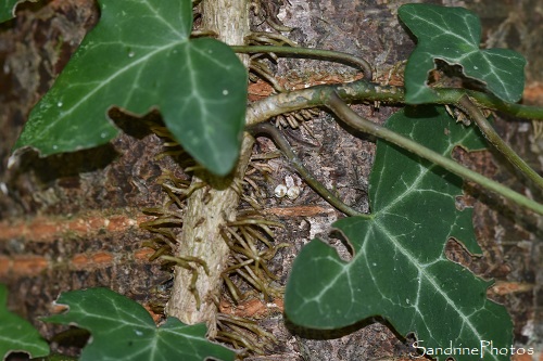 Oeufs de Grands paons de nuit éclos, Saturnia pyri, papillons de nuit, Biodiversité à la Planchette, juin 2021 (66)