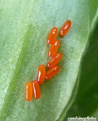 Oeufs de criocères du lis Lilioceris Lilii Insectes Coléoptères 