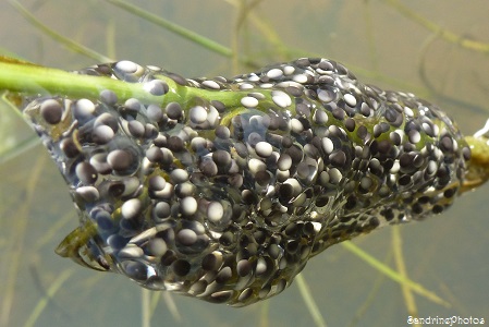 oeufs de grenouille rieuse, Frog eggs Pelophylax ridibundus, Amphibiens, Ranidae, fossé Chemin de la Traire, Bouresse, Poitou-Charentes