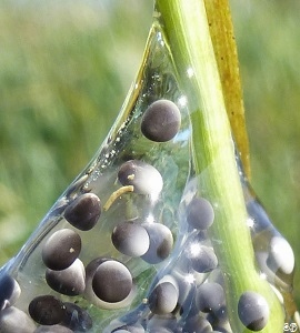 oeufs de grenouille rieuse, Pelophylax ridibundus, Amphibien, Laughing frog`s eggs, Chemin de la Traire, Bouresse, Poitou-Charentes (17)