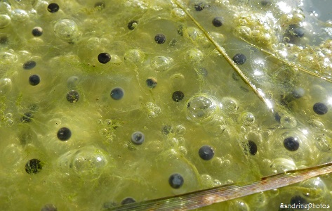 oeufs de grenouille verte, green frog, Pelophylax kl. esculentus, Amphibiens, Ranidae, autres petites bêtes, 1 jour, one day old, fossé Chemin de la traire, bouresse, Poitou-Charentes (6) (1)