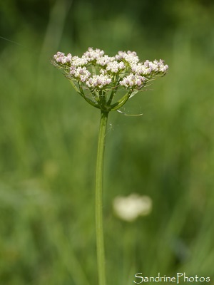 Ombellifère fleurs blanches, Petit boucage, Pimpinella saxifraga, Fleurs sauvages du Jardin, le Verger, Refuge LPO, Bouresse, Sud-Vienne 86 (49)