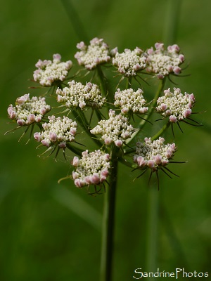 Ombellifère fleurs blanches, Petit boucage, Pimpinella saxifraga, Fleurs sauvages du Jardin, le Verger, Refuge LPO, Bouresse, Sud-Vienne 86 (61)