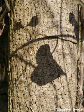 Ombre en forme de coeur sur un tronc d`arbre, Heart shaped shadow on a tree, Histoires de coeurs, Bouresse, 86, Poitou-Charentes(2)