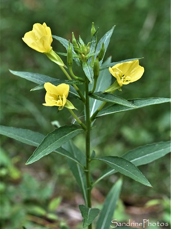Onagre bisannuelle, nothera biennis, Fleur jaune, Flore de La Planchette, Queaux (13)