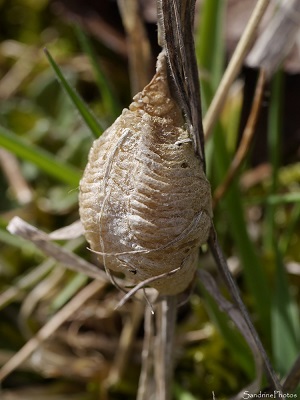 Oothèque de mante religieuse, Jardin, Le Verger, Bouresse 86, biodiversité du Sud-Vienne, Poitou, SandrinePhotos Esprit Nature (6)