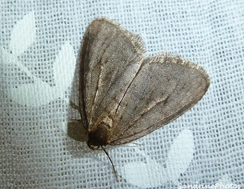 Operophtera brumata, la phalène brumeuse, Papillons de nuit, Moths and butterflies, Bouresse, Poitou-Charentes, Vienne 86, décembre 2012