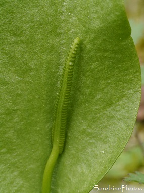 Ophioglossum vulgatum, Langue de serpent, Fougères, Bouresse, la Verger, Biodiversité en Région Aquitaine-Limousin-Poitou-Charentes (11)