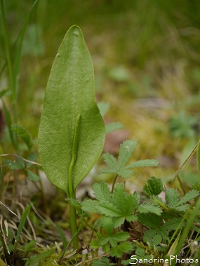 Ophioglossum vulgatum, Langue de serpent, Fougères, Bouresse, la Verger, Biodiversité en Région Aquitaine-Limousin-Poitou-Charentes (4)