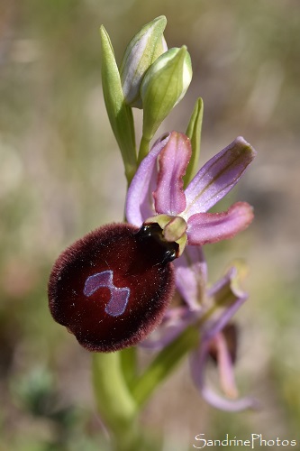 Ophrys à grandes fleurs, Ophrys magniflora, Ophrys bertolonii susp. magniflora, Sentier des orchidées de Talairan, Aude, 6 mai 2021 (74)