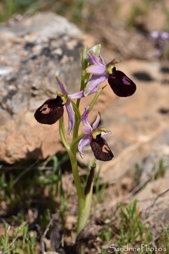 Ophrys à grandes fleurs, Ophrys magniflora, Ophrys bertolonii susp. magniflora, Sentier des orchidées de Talairan, Aude, 6 mai 2021 (75)