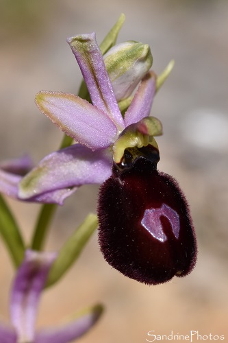 Ophrys à grandes fleurs, Ophrys magniflora, Ophrys bertolonii susp. magniflora, Sentier des orchidées de Talairan, Aude, 6 mai 2021 (76)