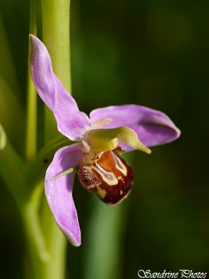 Ophrys apifera, Ophrys abeille, orchidées sauvages, wild orchids, Bouresse, Poitou-Charentes, SandrinePhotos (1)