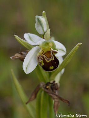 Ophrys apifera blanc, white wild orchids, Ophrys abeille, Fleurs sauvages du Poitou-Charentes, Jardres-zone artisanale-Chauvigny (9)