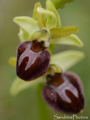 Ophrys araignée, Les Buttes, route de Montmorillon 86 (4)