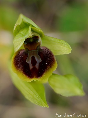 Ophrys araignée, Ophrys aranifera, Orchidées sauvages, Jardin, le Verger, Bouresse, refuge LPO, Sud-Vienne 86 (31)