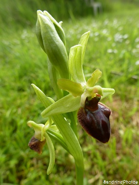 Ophrys aranifera, Ophrys araignée, orchidées sauvages du Poitou-Charentes, Wild orchids, Bouresse, Jardin 8 mai 2013 (11)