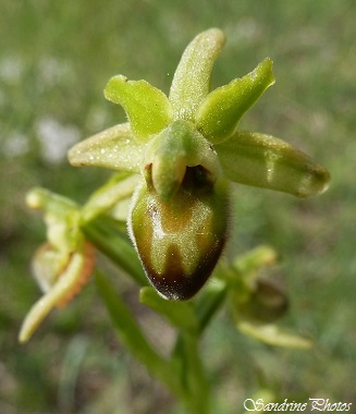Ophrys aranifera viridiflora, Orchidées sauvages du Poitou-Charentes, wild orchids, Fleurs sauvages, Carrières et Brandes de l`Epine, Château-Garnier (1)