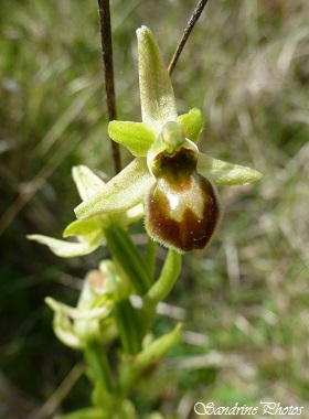 Ophrys aranifera viridiflora, Orchidées sauvages du Poitou-Charentes, wild orchids, Fleurs sauvages, Carrières et Brandes de l`Epine, Château-Garnier (2)