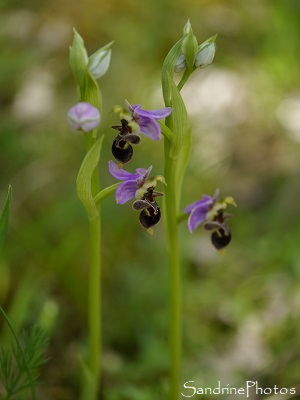 Ophrys bécasse Lot (52)