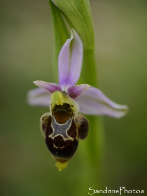 Ophrys bécasse Lot (53)