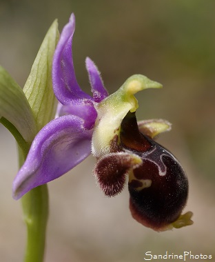 Ophrys bécasse, Ophrys scolopax, Orchidées sauvages, Wild Orchids, Bach, Lot (54)