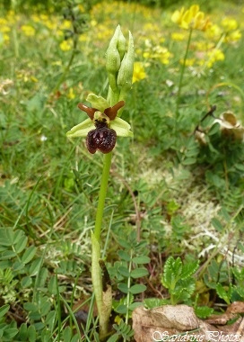 Ophrys d`Argenson, Ophrys argensonensis, Orchidées sauvages, wild orchids of Poitou-Charentes, La Roche