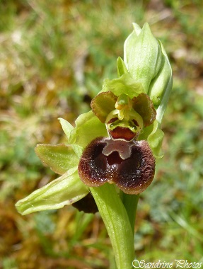 Ophrys d`Argenson, Ophrys argensonensis, Orchidées sauvages, wild orchids of Poitou-Charentes, Wild flowers, La Roche-Lussac (13)