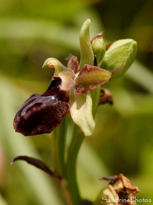 Ophrys de la passion, Ophrys passionis, Orchidées sauvages, Baie de l`Aiguillon, falaises du Pertuis breton, Vendée, mai 2018 (232)