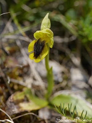 Ophrys jaune, Ophrys lutea, Bach (1)