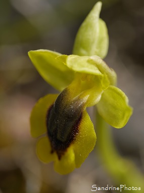 Ophrys jaune, Ophrys lutea, yellow Wild orchid, Orchidées sauvages des Causses du Quercy, Bach, Lot, SandrinePhotos Esprit Nature (22)