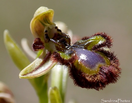 Ophrys miroir, Ophrys speculum, Orchidées sauvages, Plateau d`Argentine, Parc Naturel du Périgord-Limousin (1)