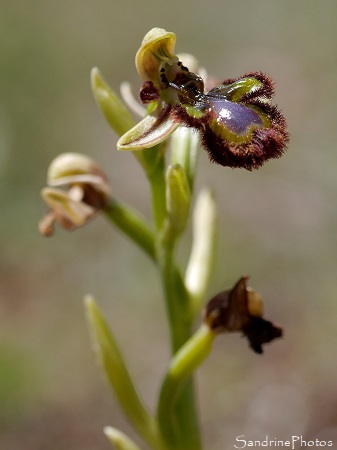 Ophrys miroir, Ophrys speculum, Orchidées sauvages, Plateau d`Argentine, Parc Naturel du Périgord-Limousin (3)