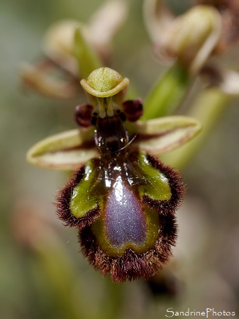 Ophrys miroir, Ophrys speculum, Orchidées sauvages, Plateau d`Argentine, Parc Naturel du Périgord-Limousin, Charentes (4)