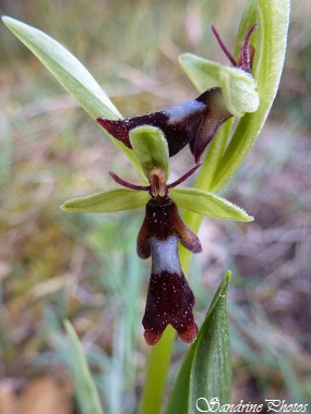 Ophrys mouche, Ophrys insectifera, orchidées sauvages, wild orchids, Poitou-Charentes, SandrinePhotos (5)
