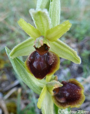 Ophrys petite araignée, ophrys araneola, orchidées sauvages, wild orchids, fleurs sauvages du Poitou-Charentes, SandrinePhotos