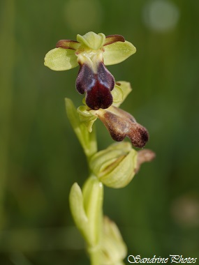 Ophrys sulcata, Ophrys sillonné, Orchidées sauvages du Poitou-Charentes, wild orchids (1)