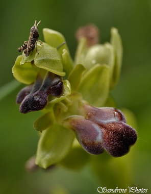 Ophrys sulcata, Ophrys sillonné, Orchidées sauvages du Poitou-Charentes, wild orchids, Sillars (11)