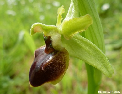 ophrys araignée, Ophrys sphegodes, Orchidées sauvages, Bouresse, Poitou-Charentes 86 (20)