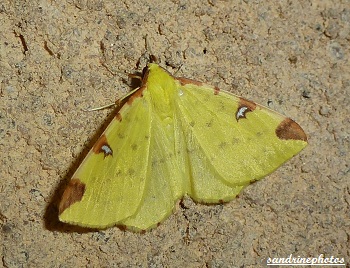 Opisthograptis luteolata, la citronnelle rouillée, papillon de nuit, moth, Bouresse, Poitou-Charentes, France