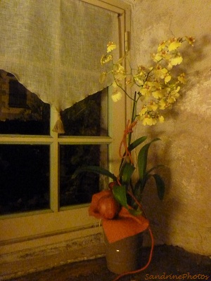 Orchidée sur toile, Orchids on canvas, plantes d`intérieur, Indoors plants, Bouresse, Poitou-Charentes