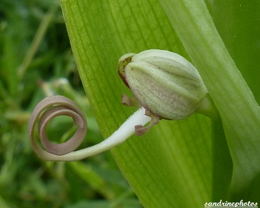 Orchis Bouc-Himantoglossum hircinum Orchidée sauvage du Poitou-Charentes Bouresse 86 (2)