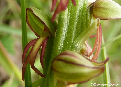 Orchis Homme pendu, Orchis anthropophora, Orchidées sauvages rouges et vertes, Green and red Wild orchids, Poitou-Charentes, SandrinePhotos (16)